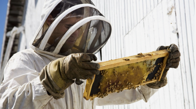 Legal Considerations in Bee Removal: Orange County Rules