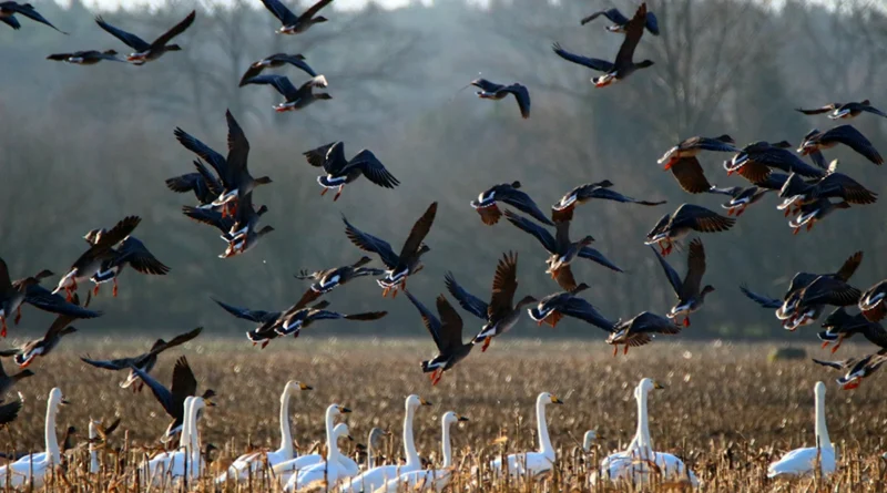 Fowlco Hunting: Fields, Wetlands, and Open Water